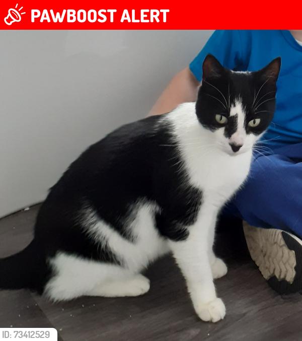 Lost Male Cat last seen Beach hse park, West Sussex, England BN11 2AX
