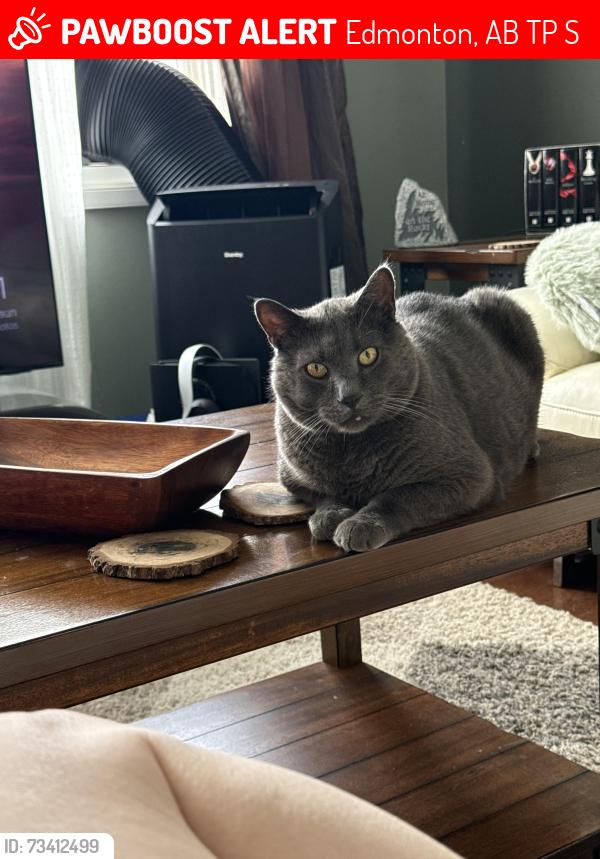Lost Male Cat last seen Mayfield Park, Edmonton, AB T5P 3S1