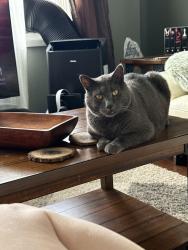 Lost Male Cat last seen Mayfield Park, Edmonton, AB T5P 3S1
