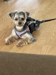 Lost Female Dog last seen Near Bowen Drive Pelzer, SC 29669, Warner Robins, GA 31088