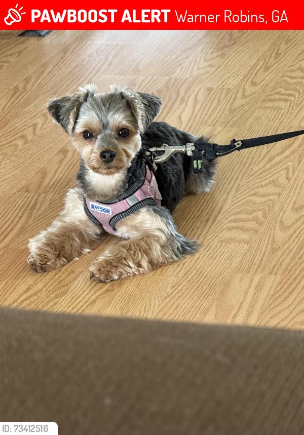 Lost Female Dog last seen Near Bowen Drive Pelzer, SC 29669, Warner Robins, GA 31088