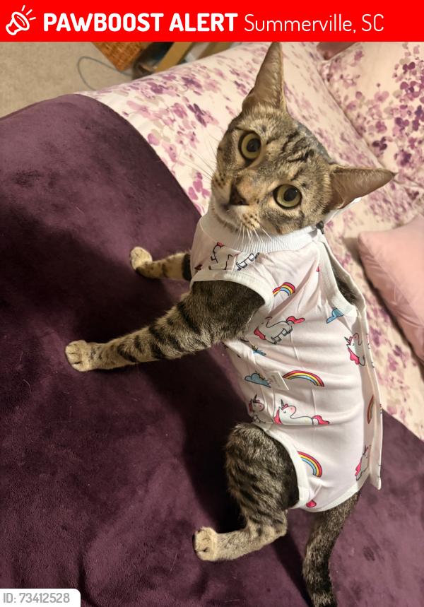 Lost Female Cat last seen Old Trolly Road, Summerville, SC 29485