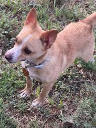 Found/Stray Male Dog last seen Braunig and gibbons creek, San Antonio, TX 78252