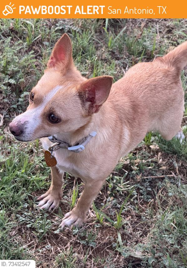 Found/Stray Male Dog last seen Braunig and gibbons creek, San Antonio, TX 78252