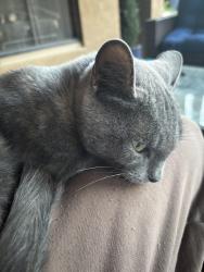 Found/Stray Female Cat last seen Questa park, Mountain House, CA 95391
