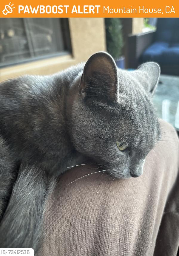 Found/Stray Female Cat last seen Questa park, Mountain House, CA 95391
