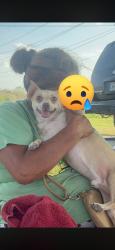Lost Male Dog last seen Don hugo produce, Edinburg, TX 78542