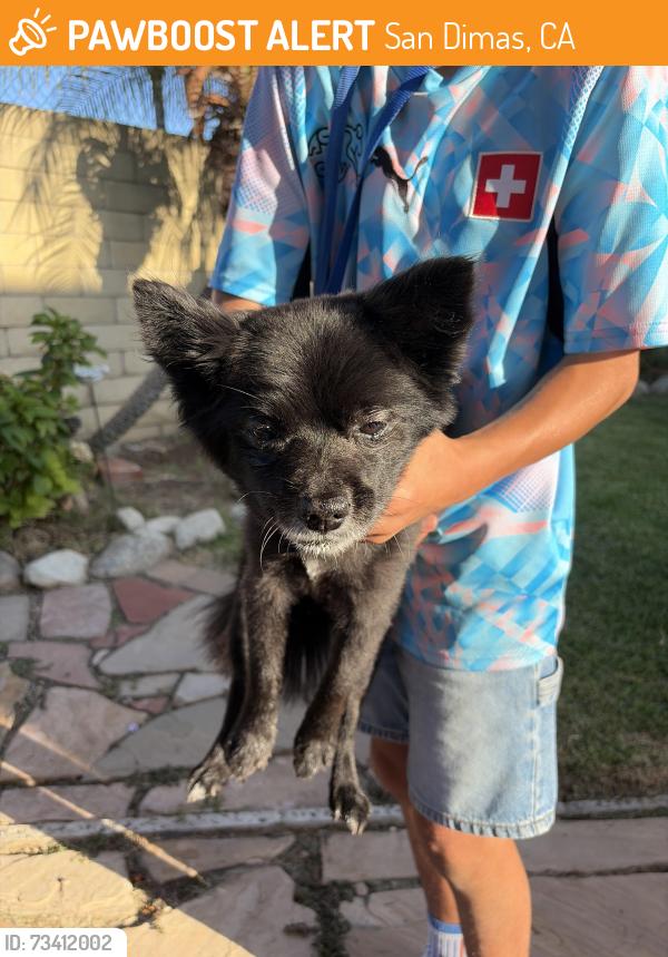 Found/Stray Male Dog last seen Walnut Creek Trail, San Dimas, CA 91773