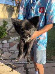 Found/Stray Male Dog last seen Walnut Creek Trail, San Dimas, CA 91773