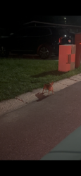 Found/Stray Unknown Dog last seen browning st clearwater florida, Clearwater, FL 33756