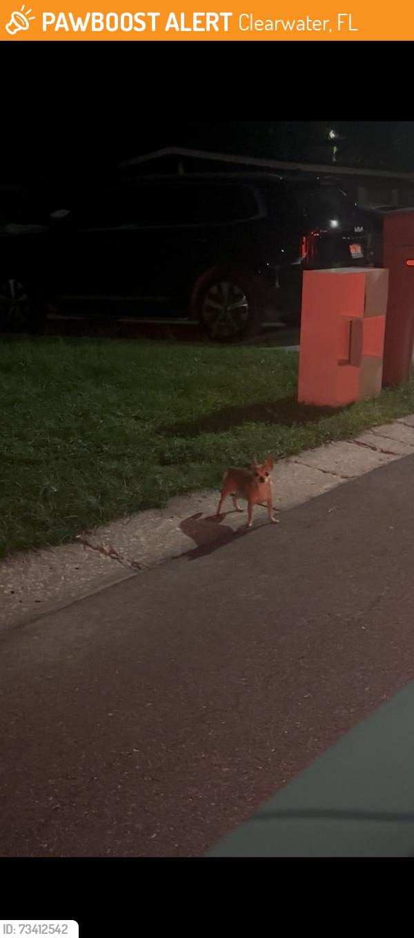 Found/Stray Unknown Dog last seen browning st clearwater florida, Clearwater, FL 33756