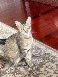 Reunited Male Cat last seen Taylor Ave, Oakland, CA 94605, USA, Oakland, CA 94605