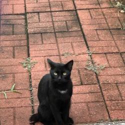 Found/Stray Male Cat last seen Near home boynton beach sand and sea village, Boynton Beach, FL 33436