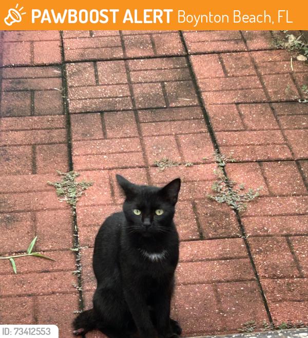 Found/Stray Male Cat last seen Near home boynton beach sand and sea village, Boynton Beach, FL 33436