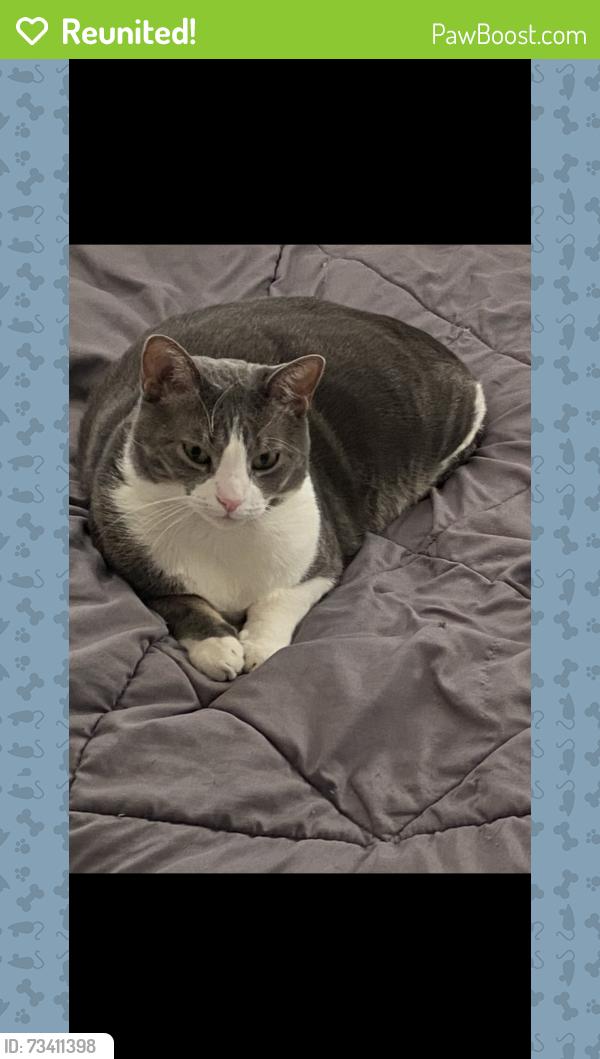 Reunited Male Cat last seen Front street, Philadelphia, PA 19148