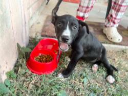 Found/Stray Female Dog last seen Mckenzie ans Eloy St, Brownsville, TX 78521