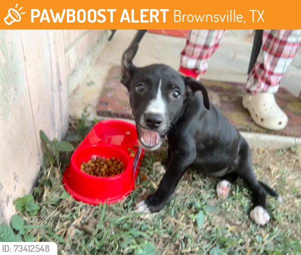 Found/Stray Female Dog last seen Mckenzie ans Eloy St, Brownsville, TX 78521