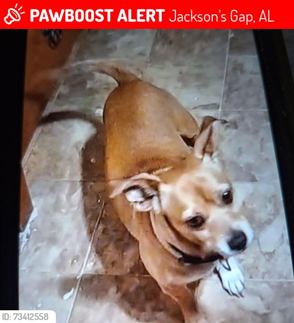 Lost Female Dog last seen Near w Lafayette st, Jackson's Gap, AL 36861
