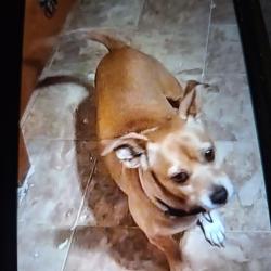 Lost Female Dog last seen Near w Lafayette st, Jackson's Gap, AL 36861