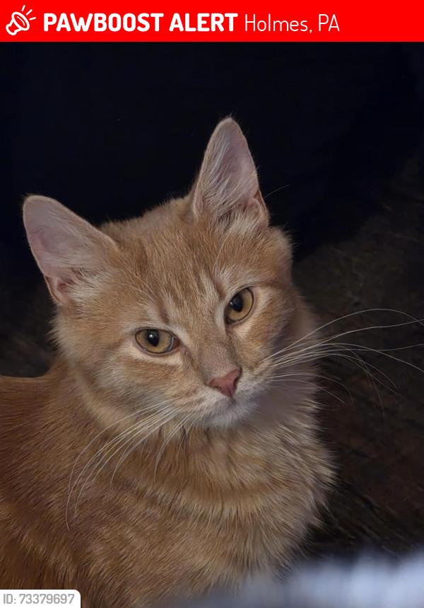 Lost Male Cat last seen Macdade Blvd and Maple Ave, Holmes, PA 19043