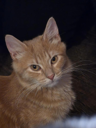 Lost Male Cat last seen Macdade Blvd and Maple Ave, Holmes, PA 19043