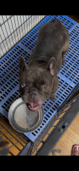 Found/Stray Female Dog last seen Woodforest blvd and Freeport st, Houston, TX 77015