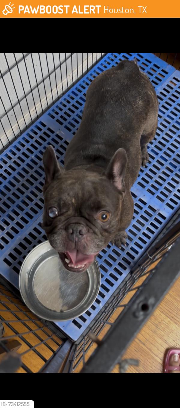 Found/Stray Female Dog last seen Woodforest blvd and Freeport st, Houston, TX 77015
