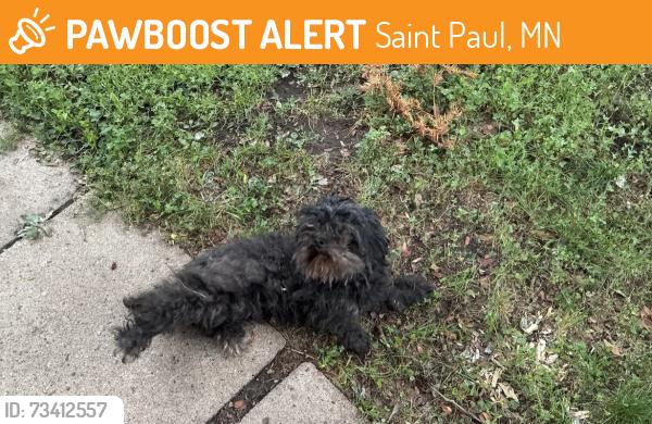 Found/Stray Female Dog last seen Blair and Griggs, Saint Paul, MN 55104