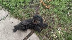 Found/Stray Female Dog last seen Blair and Griggs, Saint Paul, MN 55104