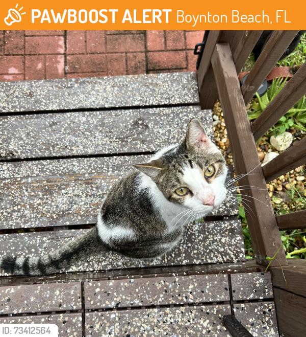Found/Stray Female Cat last seen Seen in sand and sea village boynton beach near my home, Boynton Beach, FL 33436