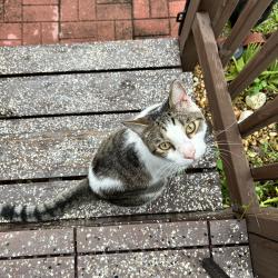 Found/Stray Female Cat last seen Seen in sand and sea village boynton beach near my home, Boynton Beach, FL 33436