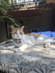 Lost Male Cat last seen Near Manchester drive, Sherwood Park, AB T8A 0T3