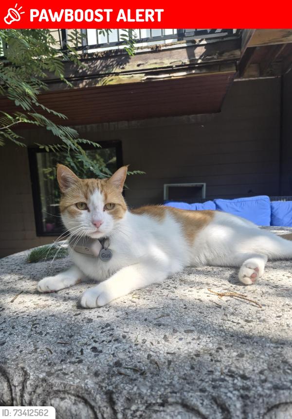 Lost Male Cat last seen Near Manchester drive, Sherwood Park, AB T8A 0T3