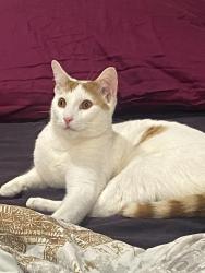 Lost Male Cat last seen 109th Ave, Queens, NY 11429
