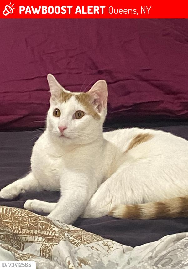 Lost Male Cat last seen 109th Ave, Queens, NY 11429