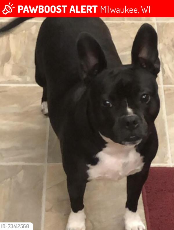 Lost Female Dog last seen Capital near Midtown, Milwaukee, WI 53216
