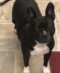 Lost Female Dog last seen Capital near Midtown, Milwaukee, WI 53216