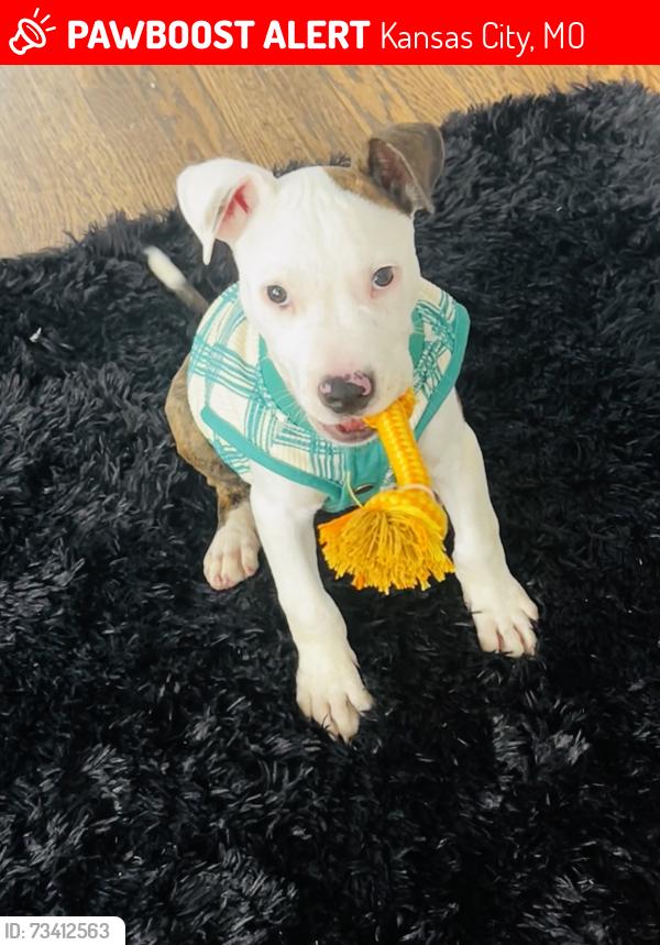 Lost Male Dog last seen Highland ave, Kansas City, MO 64111