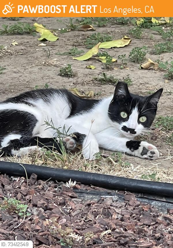 Found/Stray Unknown Cat last seen Collins and Costello, Los Angeles, CA 91423