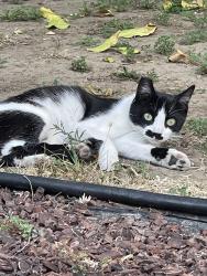 Found/Stray Unknown Cat last seen Collins and Costello, Los Angeles, CA 91423