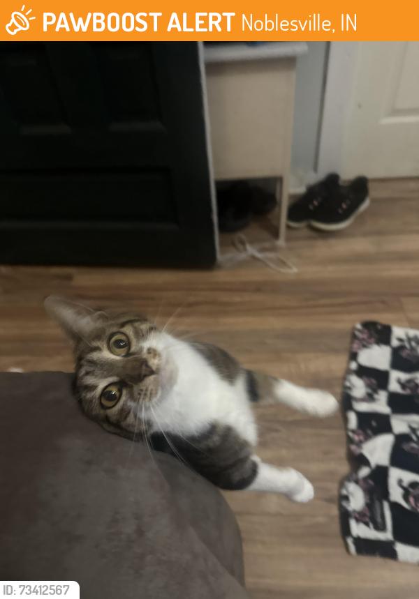 Found/Stray Unknown Cat last seen Near s 5th st, Noblesville, IN 46060