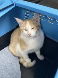Shelter Stray Female Cat last seen Near BLK ATLANTIC AVE, LONG BEACH, CA, 7700 E Spring St, Long Beach, CA 90815, USA