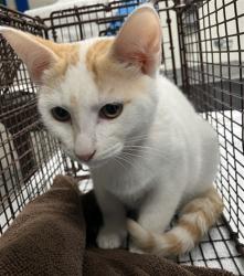 Shelter Stray Female Cat last seen Near BLK ATLANTIC AVE, LONG BEACH, CA, 7700 E Spring St, Long Beach, CA 90815, USA
