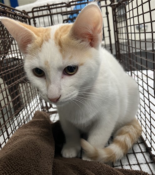 Shelter Stray Female Cat last seen Near BLK ATLANTIC AVE, LONG BEACH, CA, 7700 E Spring St, Long Beach, CA 90815, USA