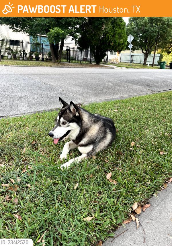 Found/Stray Male Dog last seen Blessed Sacrament Catholic Church / Eastwood Trail, Houston, TX 77003