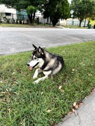 Found/Stray Male Dog last seen Blessed Sacrament Catholic Church / Eastwood Trail, Houston, TX 77003