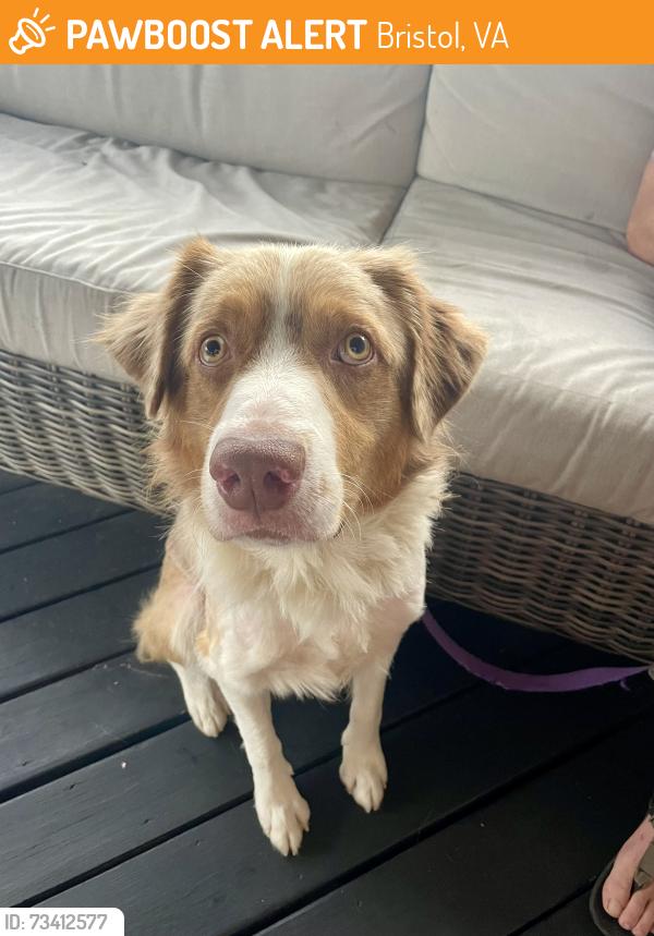 Found/Stray Male Dog last seen On I-81 right by the Exit 10 sign, Bristol, VA 24202
