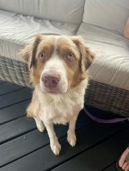 Found/Stray Male Dog last seen On I-81 right by the Exit 10 sign, Bristol, VA 24202