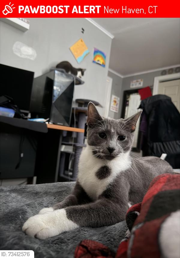 Lost Female Cat last seen Huntington Ave New Haven, New Haven, CT 06512