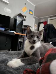 Lost Female Cat last seen Huntington Ave New Haven, New Haven, CT 06512